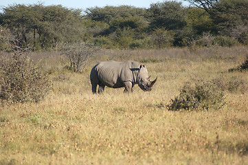 Image showing White rhinoceros