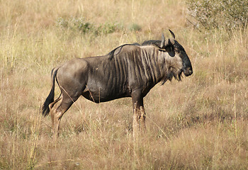 Image showing wildebeest in Botswana