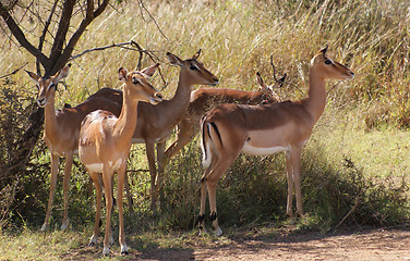 Image showing Antelopes in Botswana