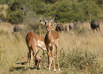 Image showing Antelopes in Botswana