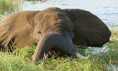 Image showing elephant in Botswana