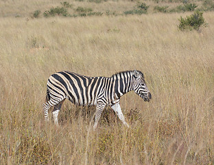 Image showing Zeba in the savanna