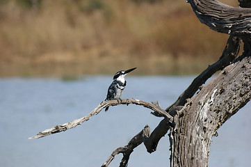 Image showing pied kingfisher