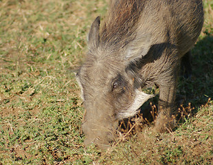 Image showing warthog in Africa