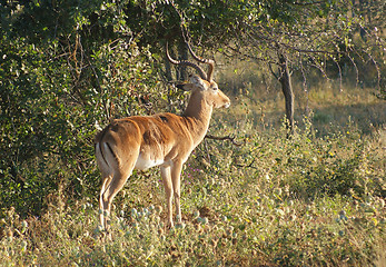 Image showing Antelope in Botswana