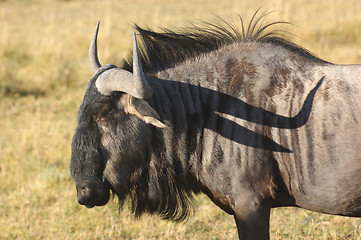 Image showing wildebeest in Botswana