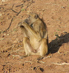 Image showing baboon in Botswana