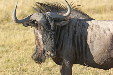 Image showing wildebeest in Botswana