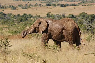 Image showing elephant in Botswana