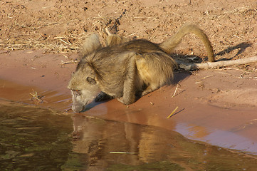 Image showing baboon in Botswana