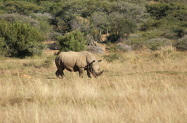 Image showing White rhinoceros