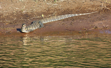 Image showing nile monitor in Botswana