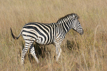 Image showing Zeba in the savanna