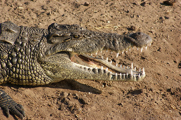 Image showing crocodile portrait