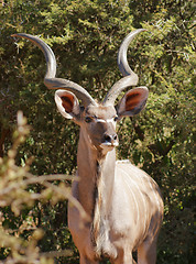 Image showing Antelope in Botswana