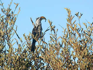 Image showing Northern red-billed hornbill