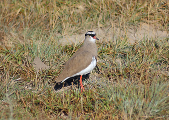 Image showing Crowned lapwing