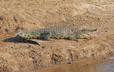 Image showing crocodile in Botswana