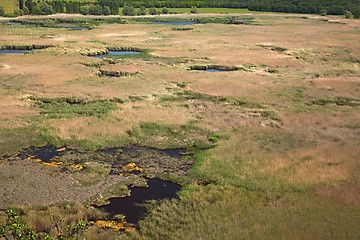 Image showing Swamp view