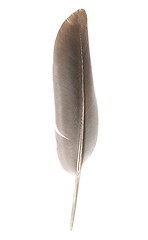 Image showing Feather on white background