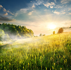 Image showing Morning over blossoming field