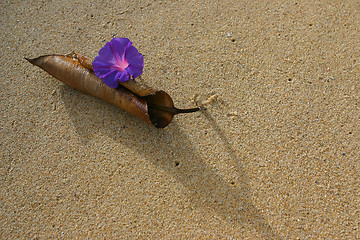 Image showing Pink flower on the empty beach