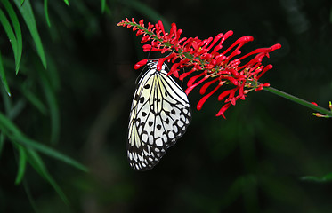 Image showing Rice paper butterfly