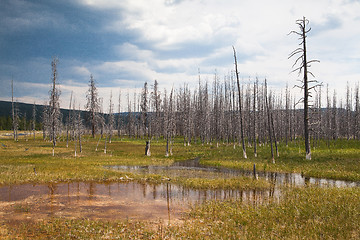 Image showing Dead forest in Yellowstone National Park