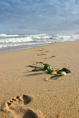 Image showing White rose and footprints in the sand on the beach in Portugal