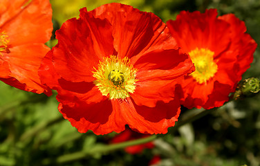 Image showing Beautiful blooming poppies