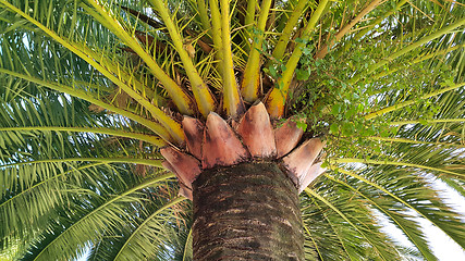 Image showing Branches of big palm tree