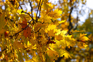 Image showing Beautiful autumn branch of maple tree