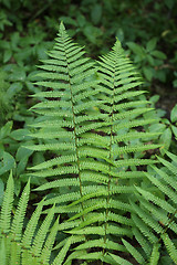 Image showing Branch of green fern