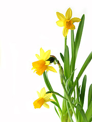 Image showing Daffodils on white