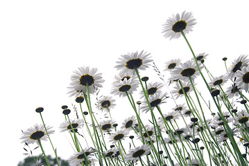 Image showing Daisies on white