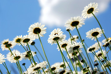 Image showing Daisies with blue sky