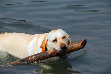 Image showing Dog swim stick