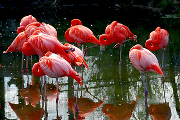 Image showing Flamingoes