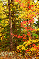 Image showing Fall forest background