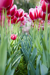 Image showing The tulips flower bed