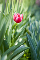 Image showing garden in spring time