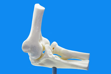 Image showing Anatomy model from human elbow