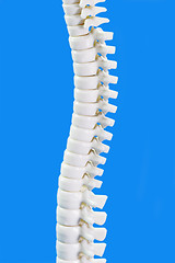 Image showing Backbone in Detail