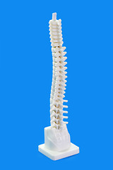 Image showing Backbone