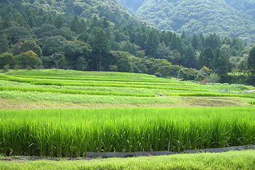 Image showing Rice Field