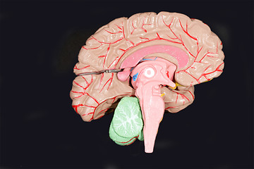 Image showing Human Brain