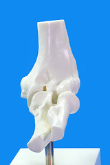 Image showing  Elbow