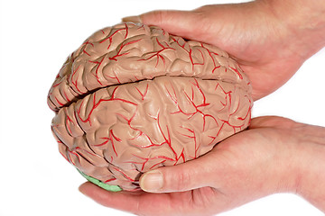 Image showing Holded human brain
