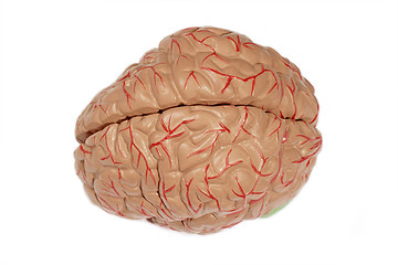 Image showing Human brain