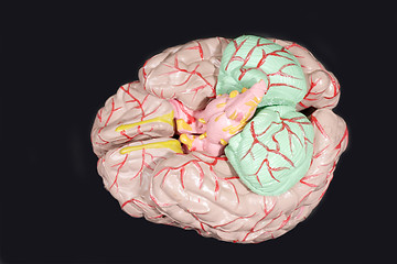 Image showing Human Brain Anatomy